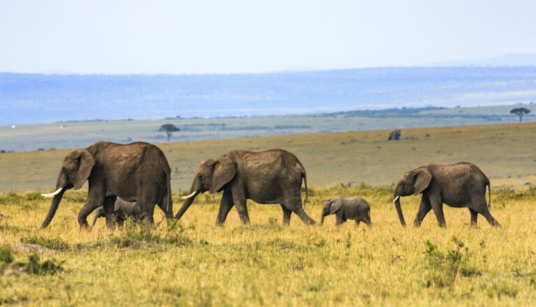 Using Selfies, Live Streams, and Satellite Images to Save African Elephants