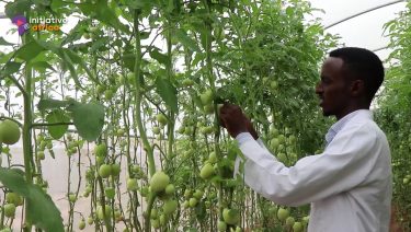 Greenhouse farming in Somalia