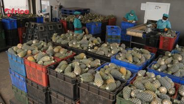 Carton plein pour l’ananas bio du Togo