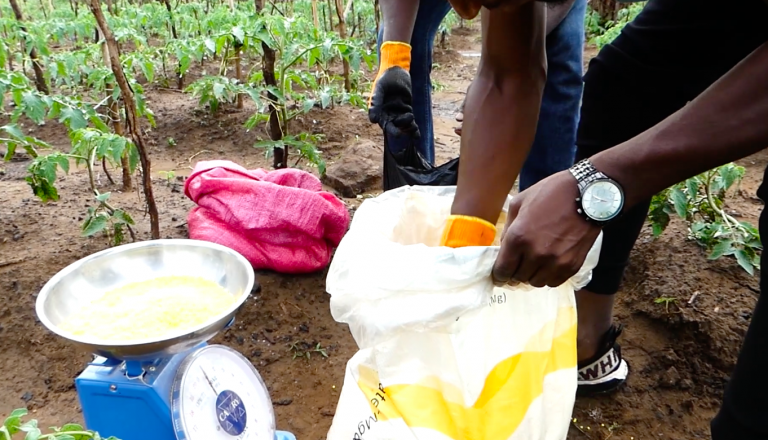 In Guinea, farmers complain about the lack of fertiliser