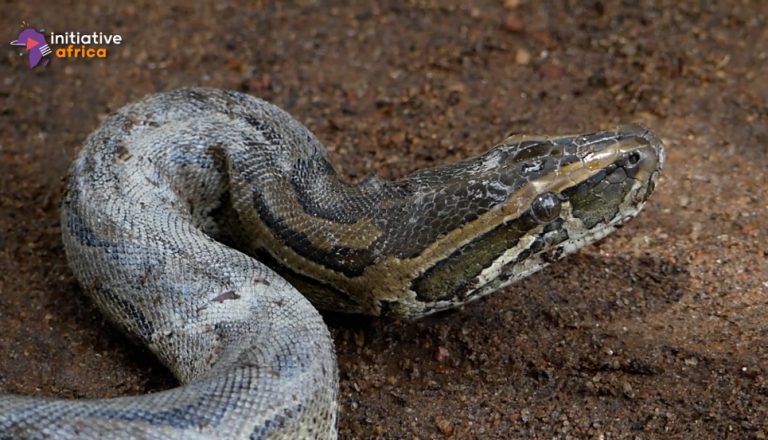 Les chasseurs de serpents sauvent des vies en Guinée