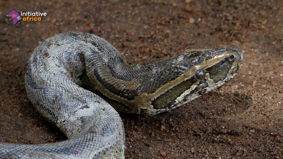 Snake hunters save lives in Guinea Africa on air