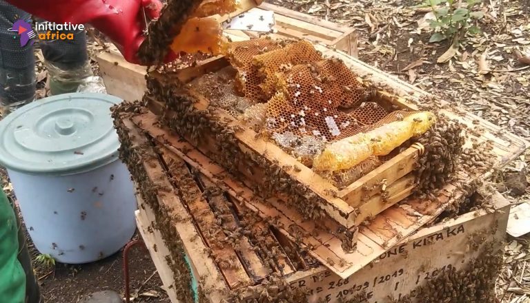 Beekeeping, a godsend for the Congo basin rainforest