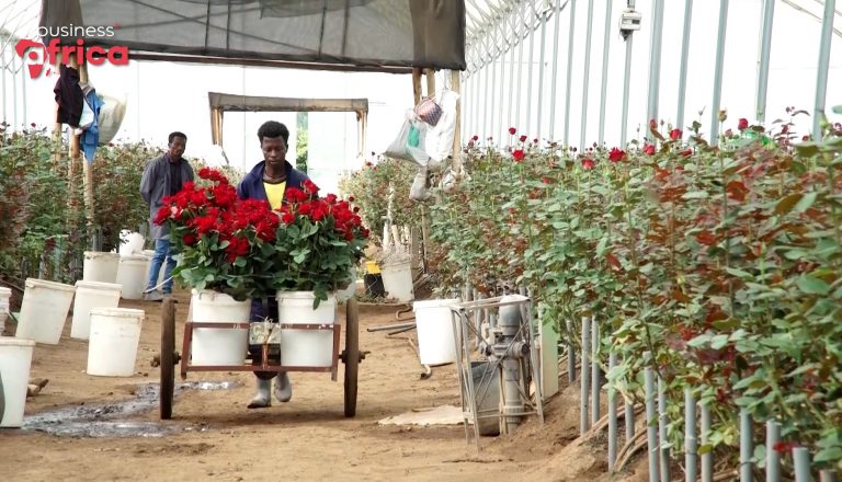 L’horticulture, success story éthiopienne