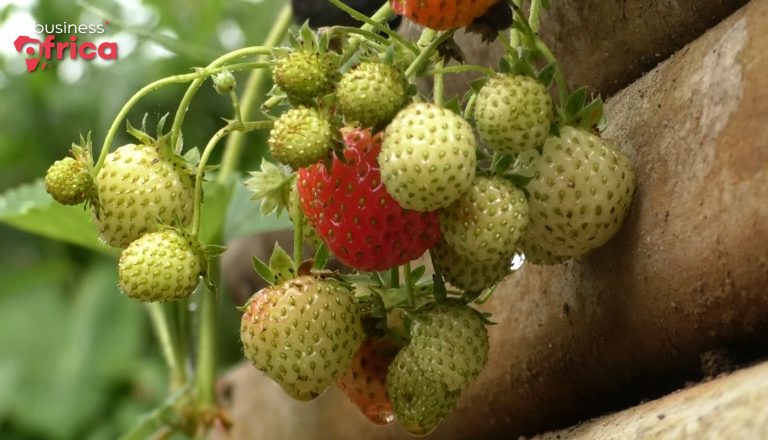 Growing strawberries in Cameroon: a challenge taken up by local producers
