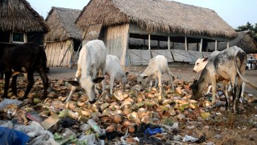 Adding value to coconut husks in Benin