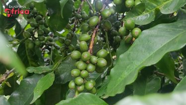 L’Ouganda, 1ᵉʳ exportateur de café du continent africain
